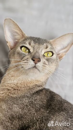 Абиссинская кошка