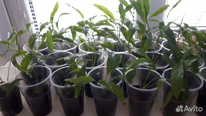 Спатифиллум (женское счастье)