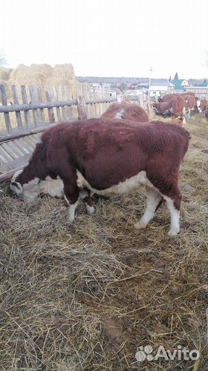 Крс, быки, тёлки