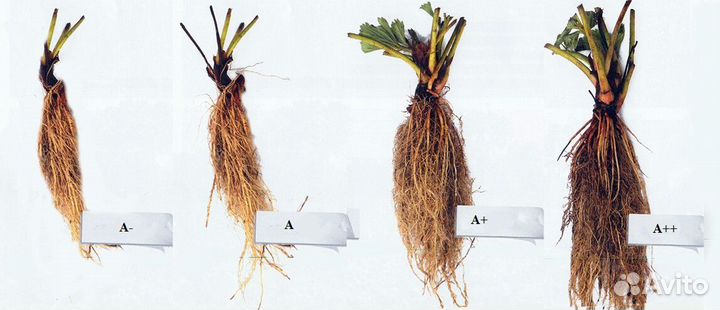 Продам рассаду клубники