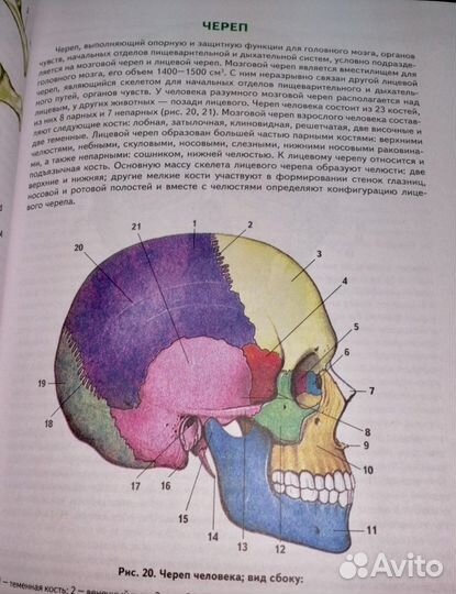 Анатомия человека