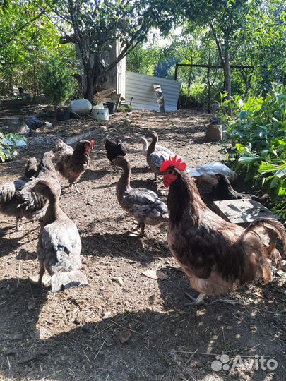 Петух Джерси