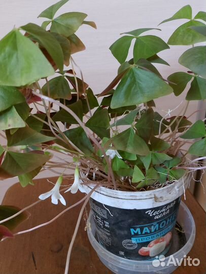 Кислица оксалис