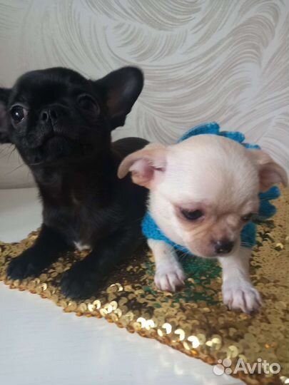 Щенки чихуахуа