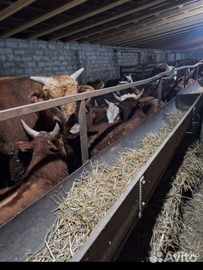 Быки на мясо