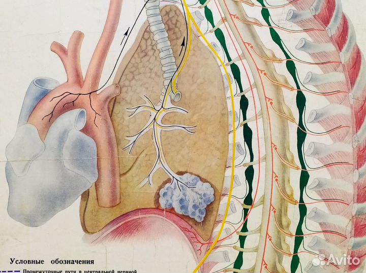 Плакат старинный 1951 год Дыхание анатомия постер