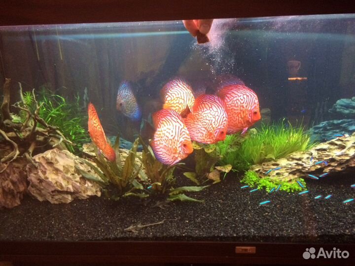 Аквариум пресноводный