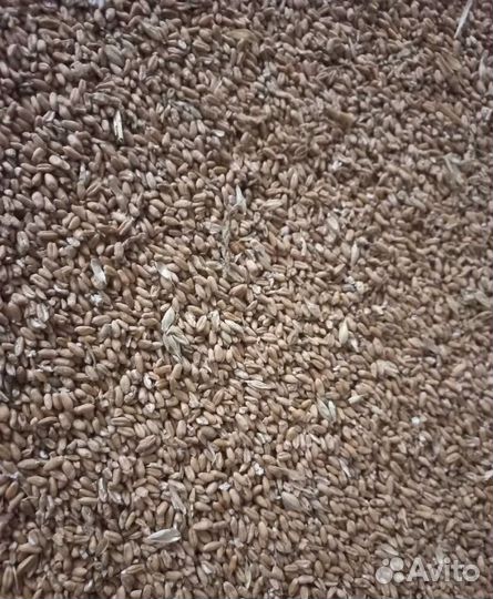 Ячмень озимый, Ячмень озимый на корм/посев