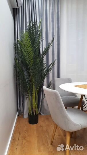 Финиковая пальма