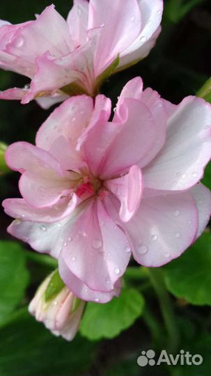 Комнатные растения цветы пеларгония