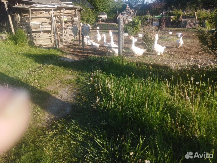Гусят а холмогоры