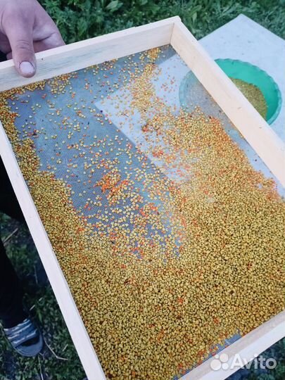 Пыльца пчелиная