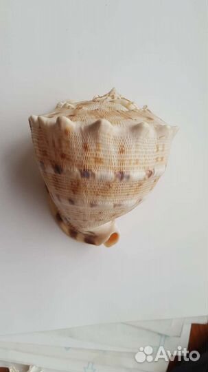 Ракушки морские и звезды