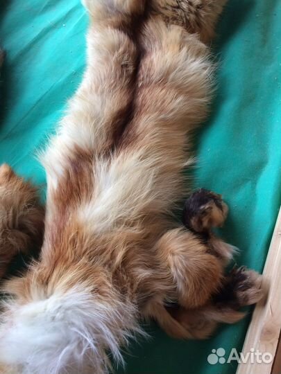 Шкурка животного