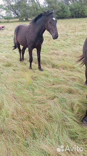 Жеребец 1,5 года