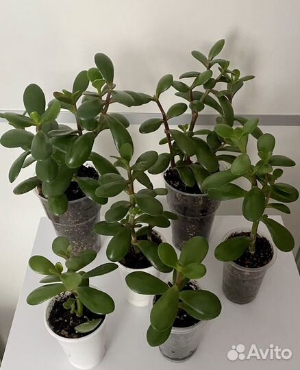 Толстянка,крассула,денежное дерево