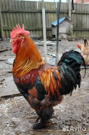 Петухи Брама