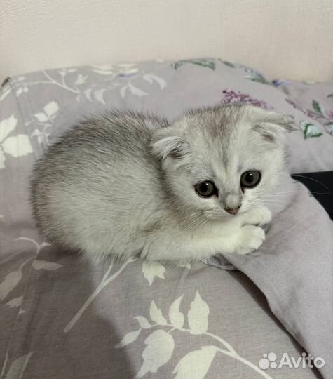 Котенок девочка шотландская вислоухая
