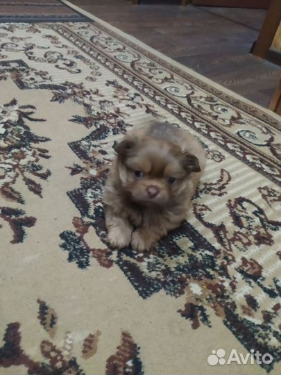 Щенки пекинеса