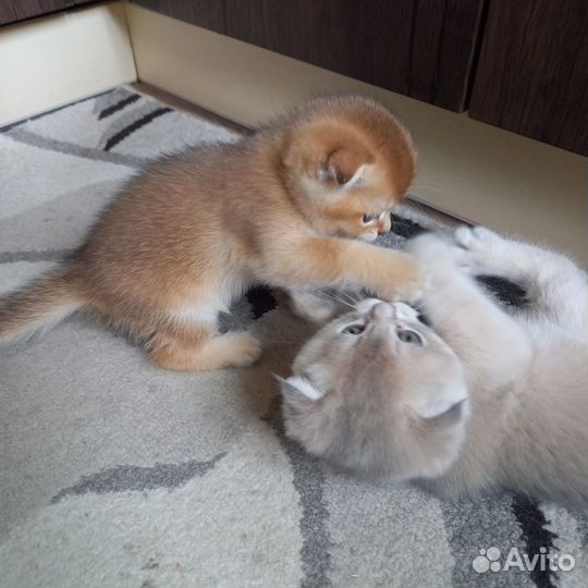 Шотландские вислоухие котята золотая шиншилла