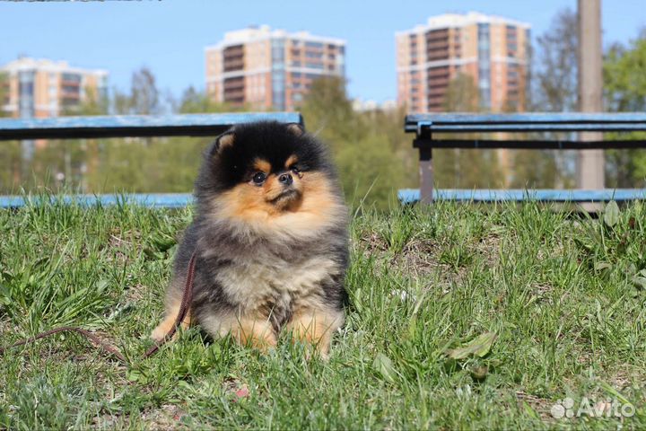 Померанский шпиц вязка