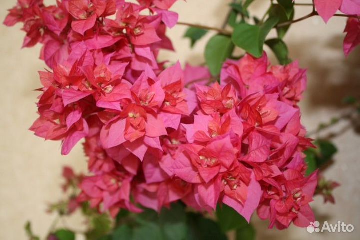 Бугенвиллия