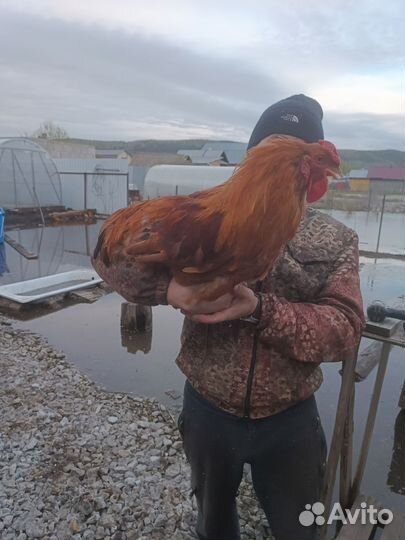 Продам петуха