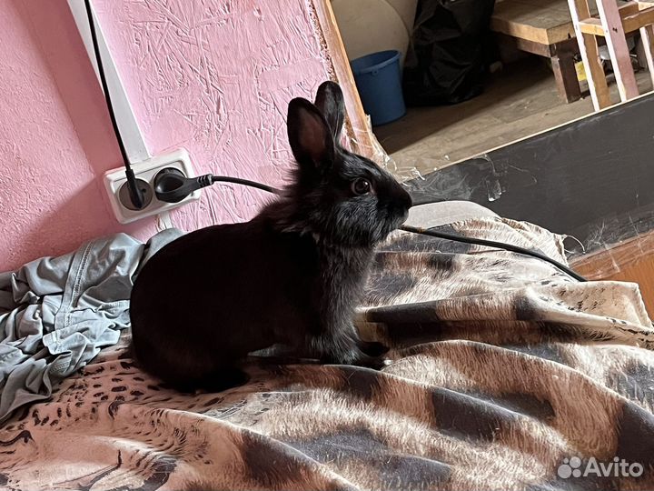 Вязка дикаративный кролик