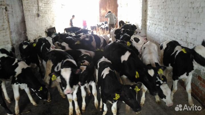 Бычки и телята