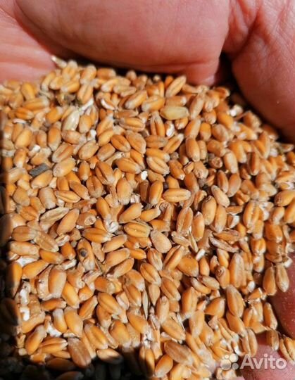 Пшеница яровая, Фуражный горох на корм/посев