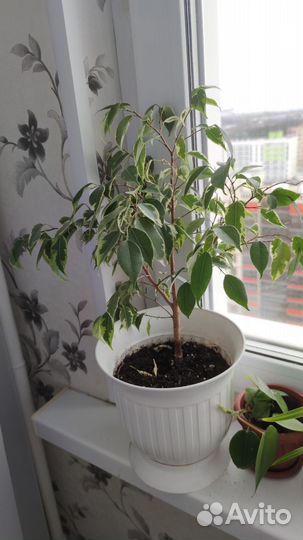 Фикус бенджамина