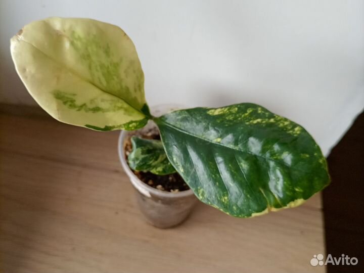 Замиокулькас вариегатный