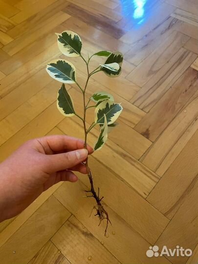 Фикус Старлайт (разновидность фикуса Бенджамина)