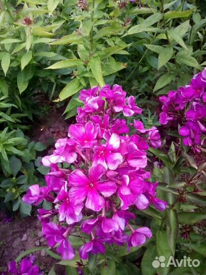 Флоксы сортовые.хризантемы