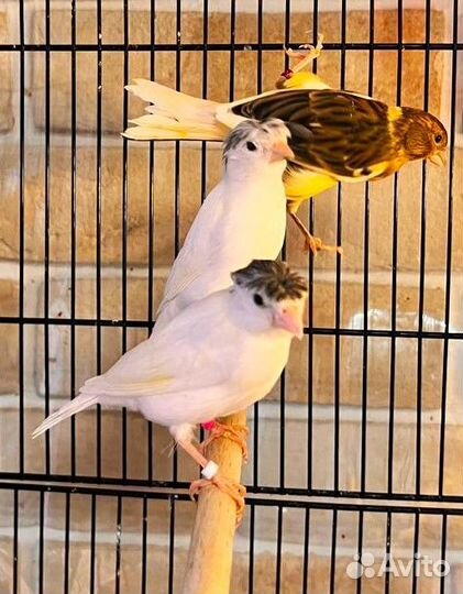 Кенара и канарейки