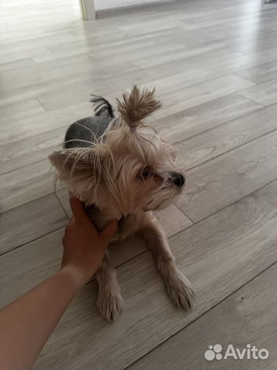 Йоркширский терьер девочка