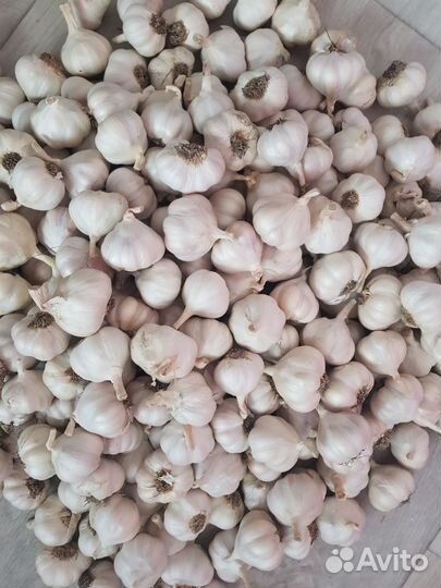 Продам чеснок летний (яровой)