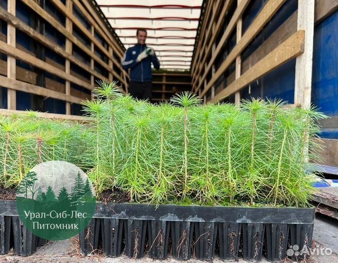 Зкс и окс Сосна Ель Лиственница сеянцы Голуб горн