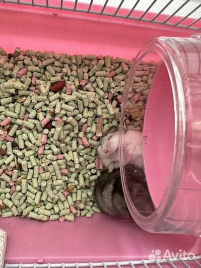 Джунгарский хомяк мальчик бесплатно