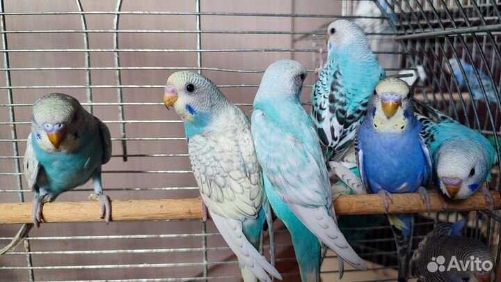 Птенцы волнистый попугай ручные