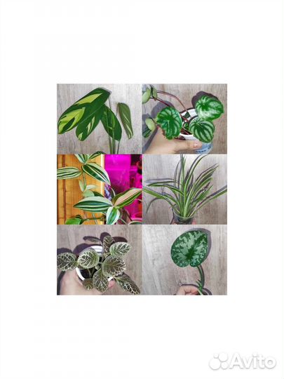 Комнатные Цветы почтой