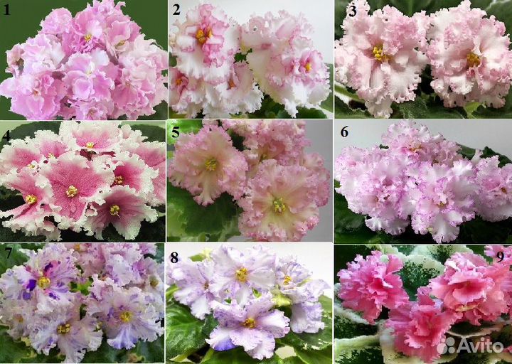 Фиалки сортовые