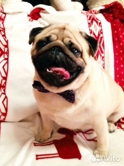 Мопс вязка мальчик