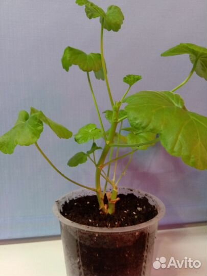 Пеларгония сортовая