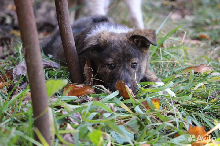Собака в добрые руки