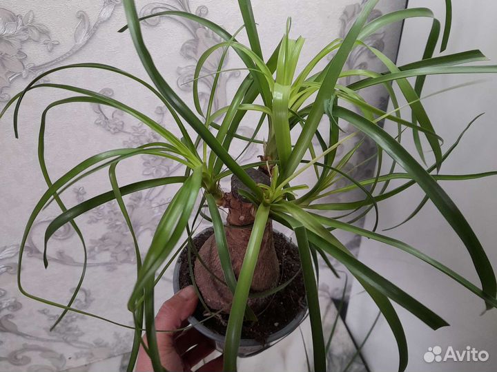 Бокарнея нолина