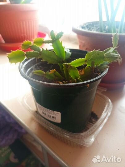 Декабрист (розовый)