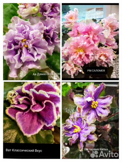 Сортовые фиалки детки,листики