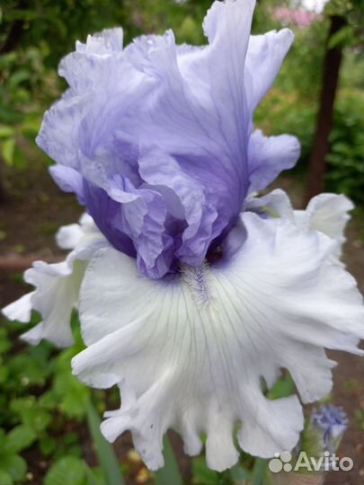 Ирисы бородатые