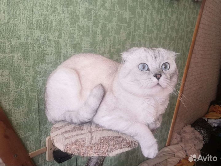 Шотландский кот, вязка